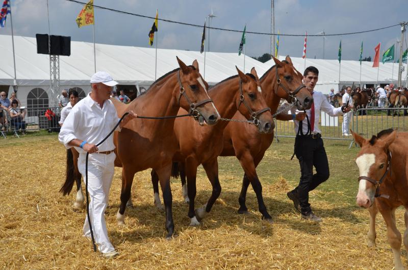 Le Franches-Montagnes sera à l’honneur le dimanche matin dans le dernier ring des concours.