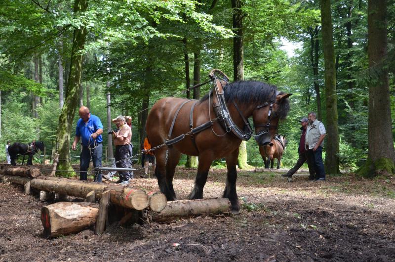 Le  championnat transfrontalier de débardage est l’occasion pour les  professionnels de cette  activité de faire la preuve  de toute la dextérité du cheval de trait au travail dans la forêt.