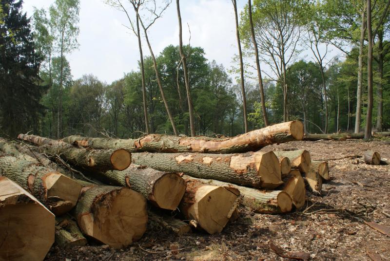 Utiliser du bois local améliore largement le bilan carbone (réduction des déplacements, gestion forestière durable) mais aussi le bilan socio-économique de la région.