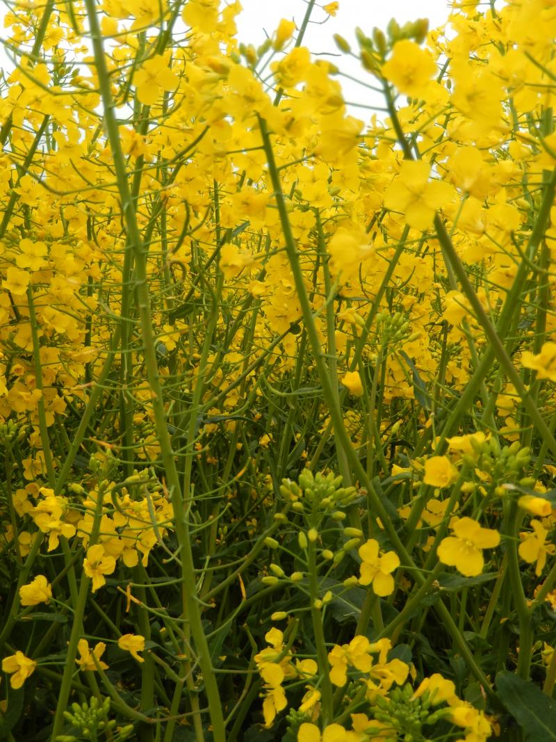 Ces plantes présentent des siliques jaunes en bas de la hampe, correspondant aux dégâts de gel du 20 avril.