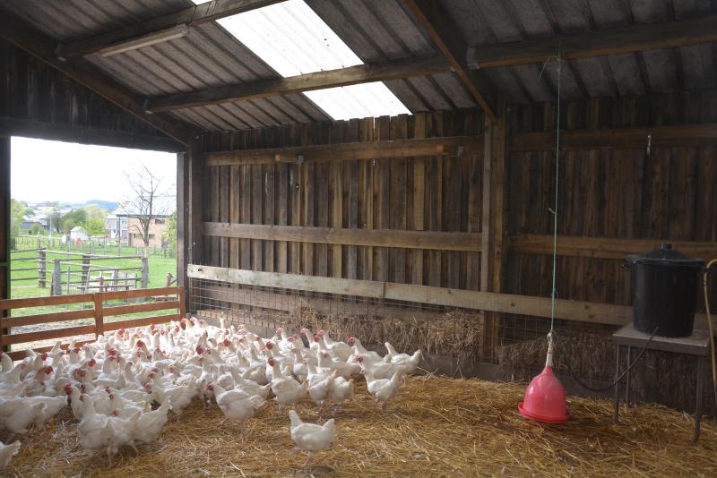 Quand il fait bon, les volailles logées dans la «stabulation»  en bois peuvent accéder  librement au parcours  herbagé  extérieur.