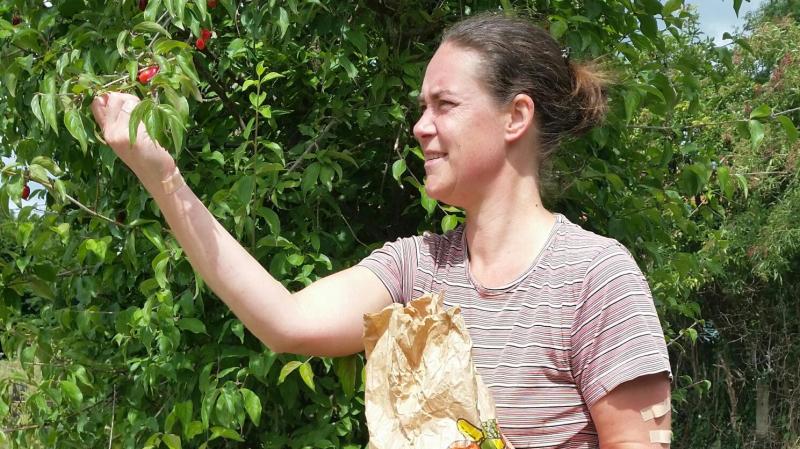 Nathalie Thunus, à la cueillette de fruits en vue de confectionner  des recettes originales.
