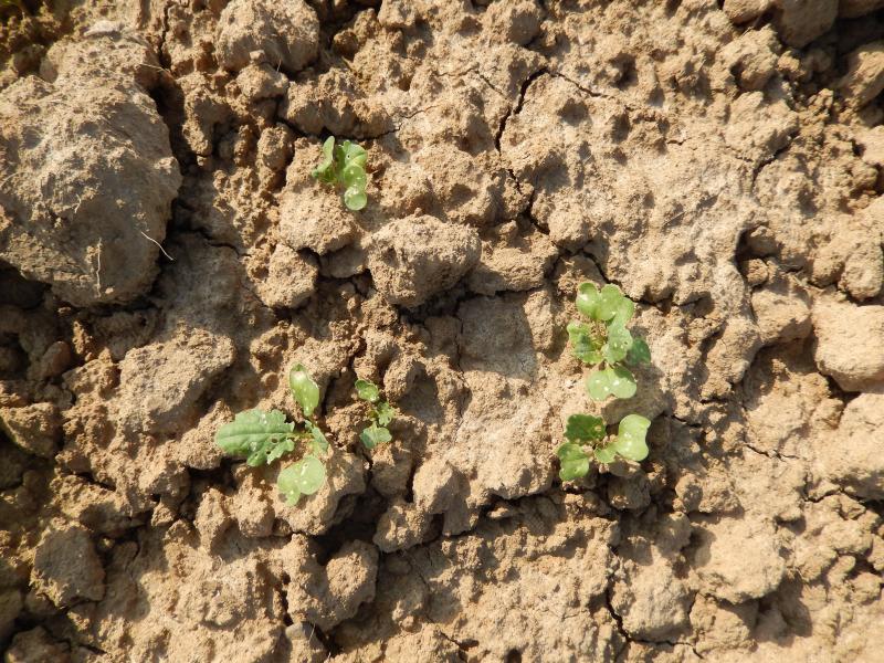 Morsures d'altises sur cotylédons et jeunes feuilles de colza.