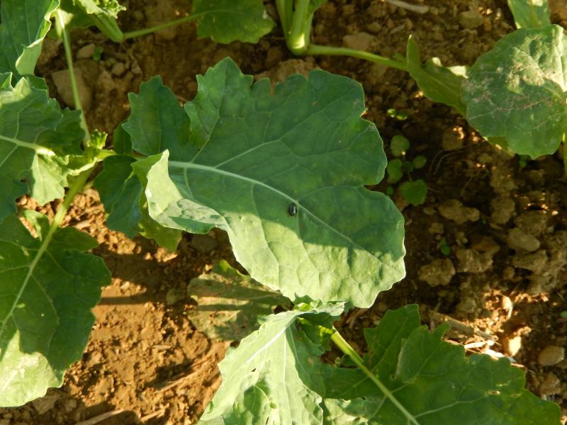 Grosse altise sur plante de colza.