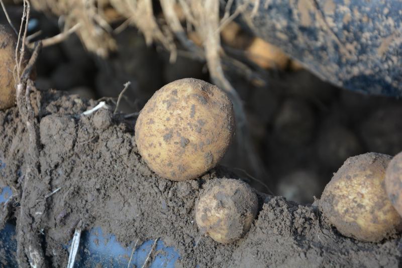 La terre dans la chaîne d’arrachage protège des coups par temps trop sec!