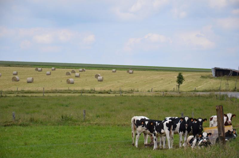 Pour la Wallonie, le chercheur propose une approche prospective,  c’est-à-dire d’essayer d’établir un nouvel équilibre entre les différents  modèles agricoles au sein d’une filière.