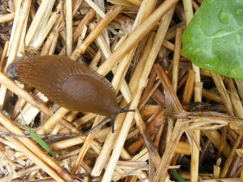 Sous la protection permanente du paillage, les limaces et escargots trouvent des conditions idéales pour leur multiplication. Ils y sont aussi protégés des oiseaux prédateurs.