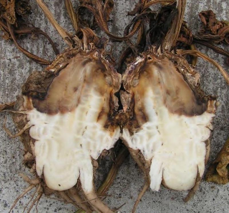 Le nématode du collet migre dans l’eau du sol vers le bouquet foliaire des plantes et y pénètre via le collet.