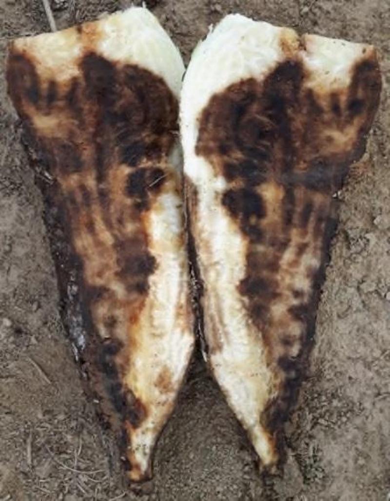Le rhizoctone brun est la maladie racinaire la plus fréquente en  Belgique. La conservation de betteraves atteintes par cette maladie pose souci.