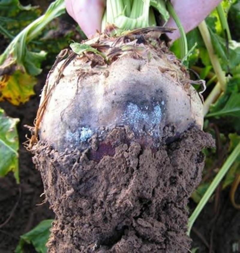 Le rhizoctone violet pénètre par la pointe et remonte dans la racine  de betterave.