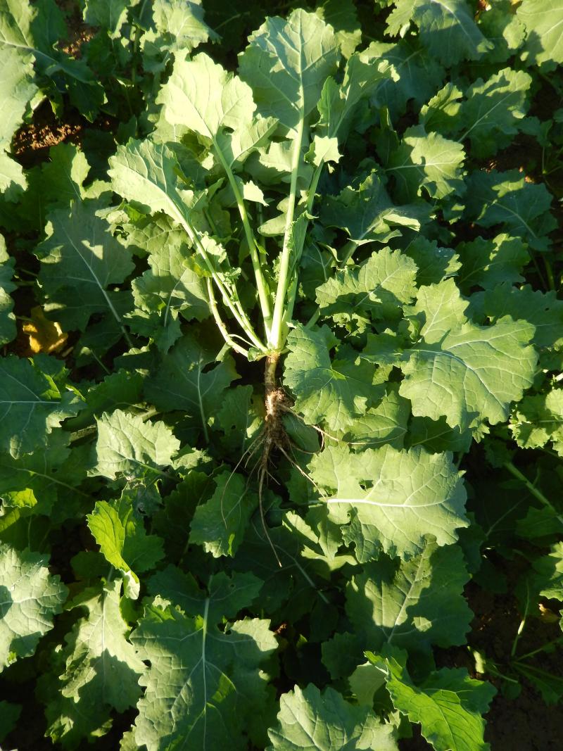 Parmi les premiers semis d’août, voici une parcelle déjà bien développée au 9 octobre. Les plantes de colza ont pouvoir piéger les nitrates.