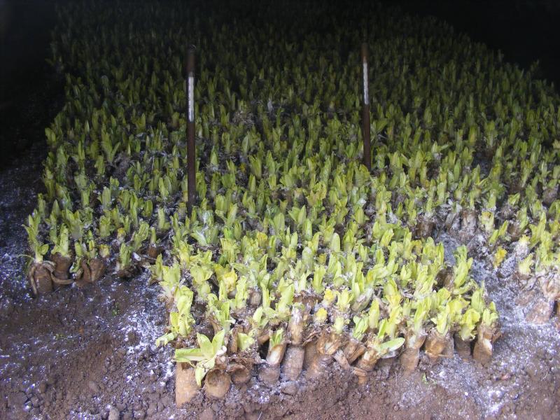 Les racines sont installées depuis une dizaines de jours durant lesquels elles ont produit des radicelles et ont commencé à faire pousser des feuilles blanches. Les thermomètres indiquent la température dans la couche.