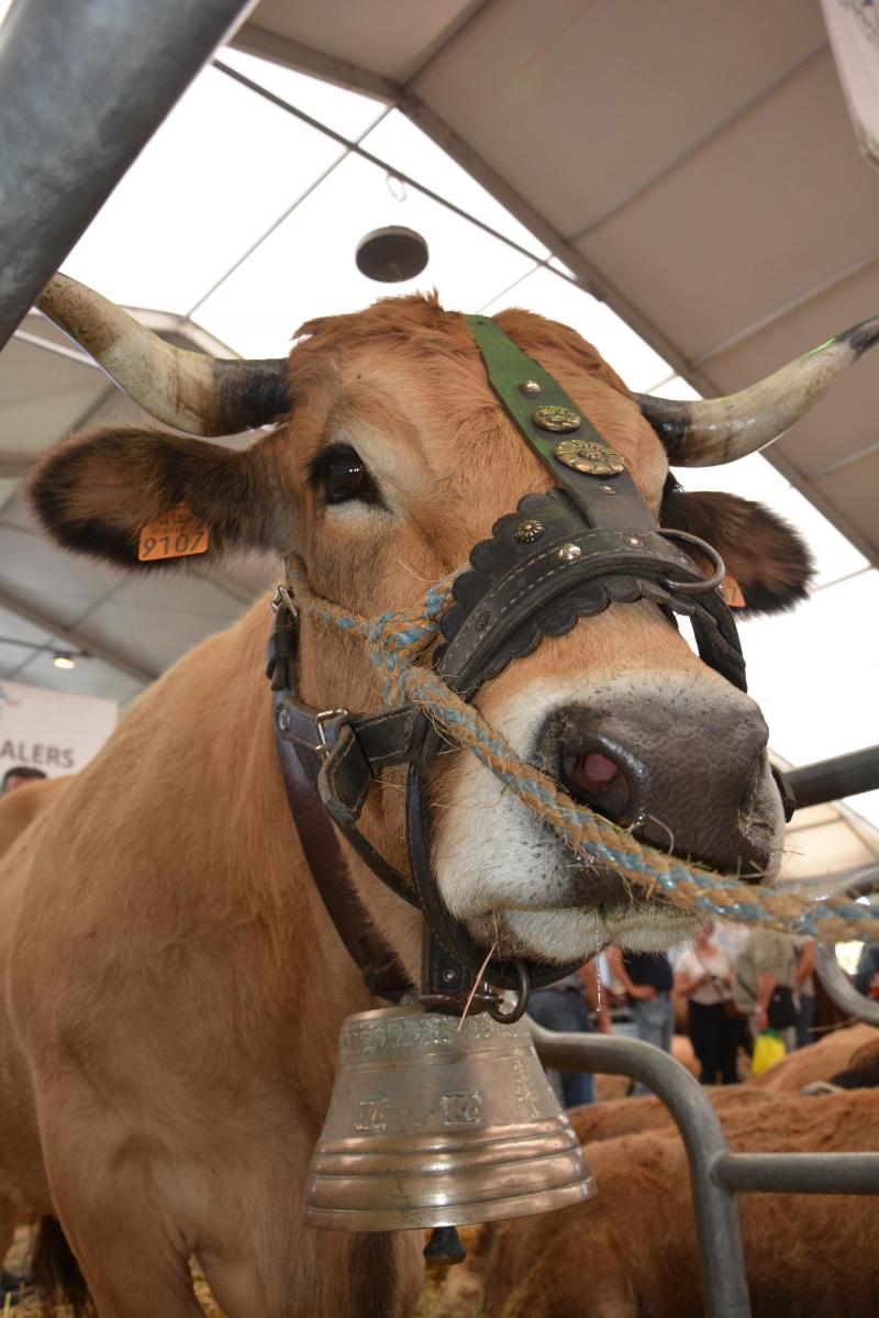 Parmi les races à viande rustiques présentes à Clermont-Ferrand: l’incontournable Aubrac, originaire d'une région des monts d'Aubrac, au sud du Massif Central.