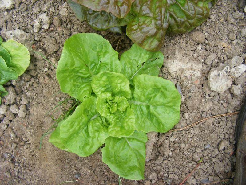 La laitue est sensible à la salinité en serre maraîchère. Raisonner la fertilisation et l'irrigation est  indispensable.