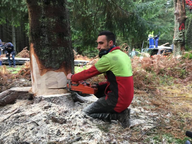 L’arbre est a été coupé à la tronçonneuse mais maintenu en position  verticale au moyen d’un filin animé par une grue. Il n’était pas question  de le laisser choir sur le sol, comme lors d’un abattage classique.  Impératif: éviter tout bris de branches.