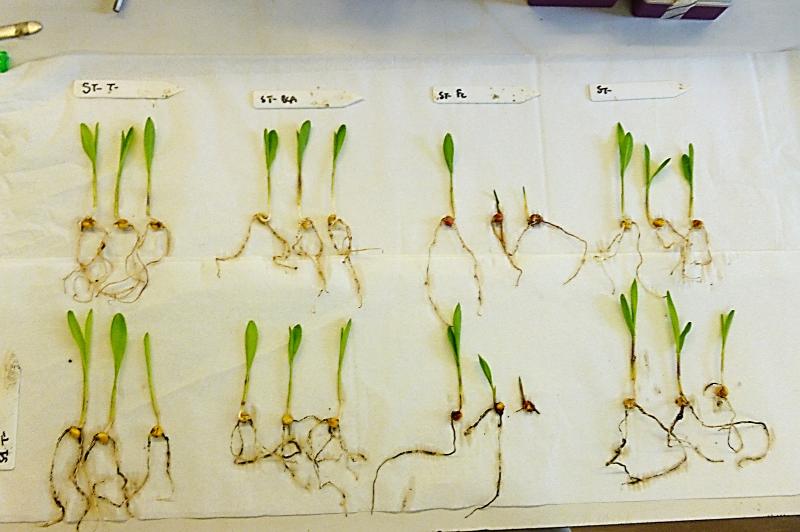 Plantules de maïs infectées par Fusarium culmorum, un agent de fonte de semis et de pourritures, issues de semences non enrobées (« avec pathogène ») et enrobées avec l’agent de contrôle biologique Trichoderma (« avec pathogène et Trichoderma ») après croissance en serre (Projet Probiom).