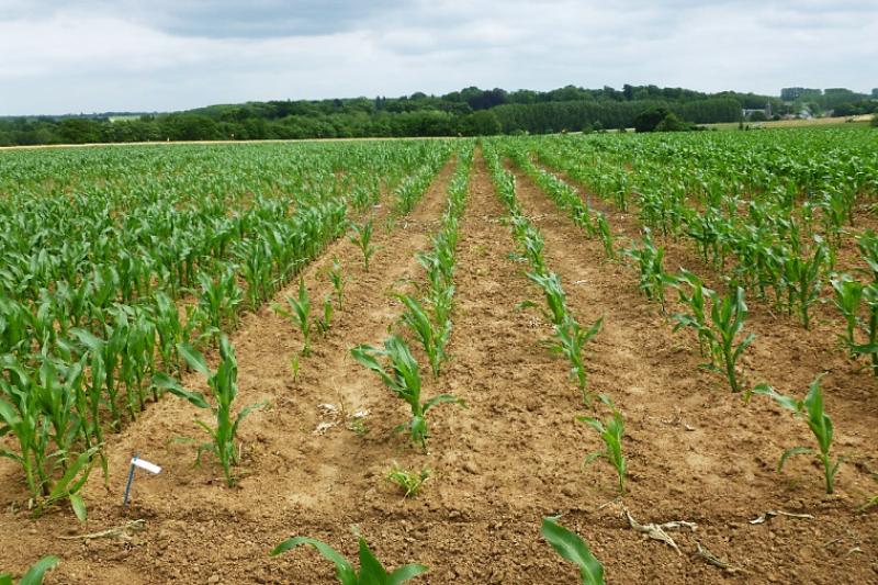 Plantules de maïs issues de semences non enrobées.