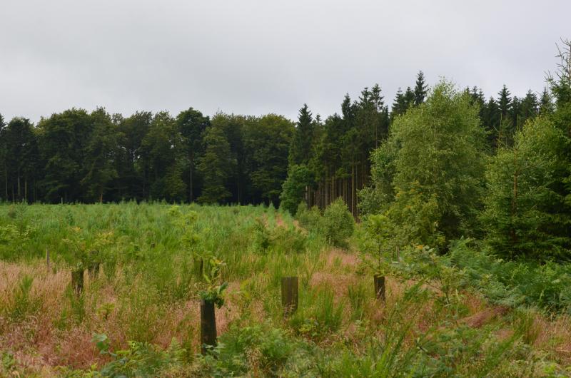 Les États membres pourront planter des arbres et renforcer la gestion durable des forêts, des terres et des prairies pour compenser leurs émissions de CO2.