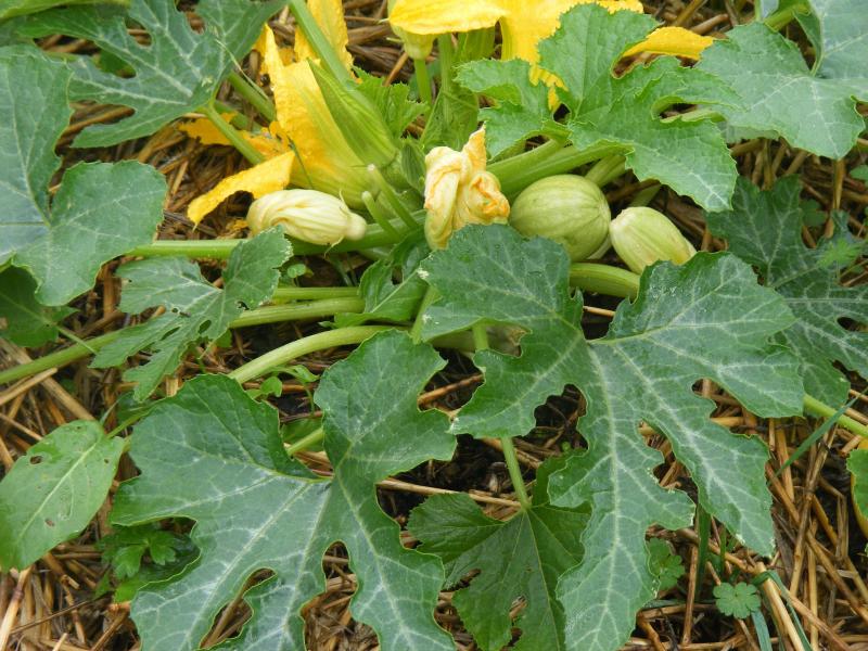 Les fleurs de courges sont surtout fécondées par du pollen emmené par les insectes pollinisateurs qui travaillent dans un rayon de plusieurs centaines de mètres. Les croisements sont donc la règle, sauf si le sélectionneur isole les plantes pour éviter ces croisements.