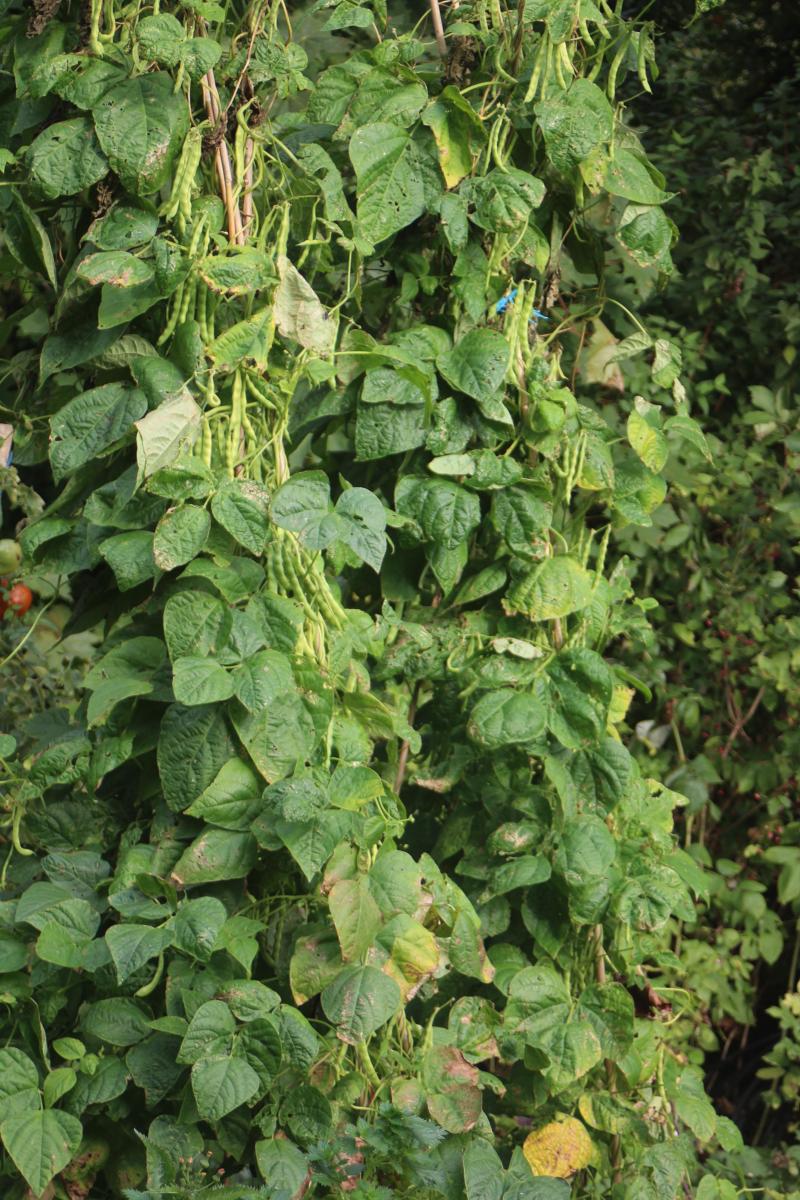 La fécondation de la fleur de haricot est principalement réalisée avant son ouverture complète. La plante s'autoféconde donc largement avec seulement un peu de croisement naturel. Les semences gardent assez bien les caractères de la plante sur laquelle nous prélevons les graines.