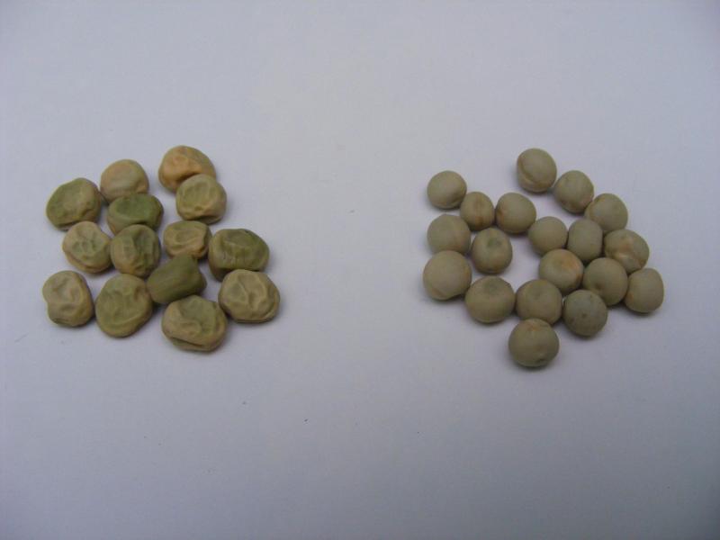 Les grains des variétés mangetout sont grisâtres, ils peuvent être ridés 
ou lisses. Les grains lisses sont plus riches en amidon 
et moins riches en sucres.