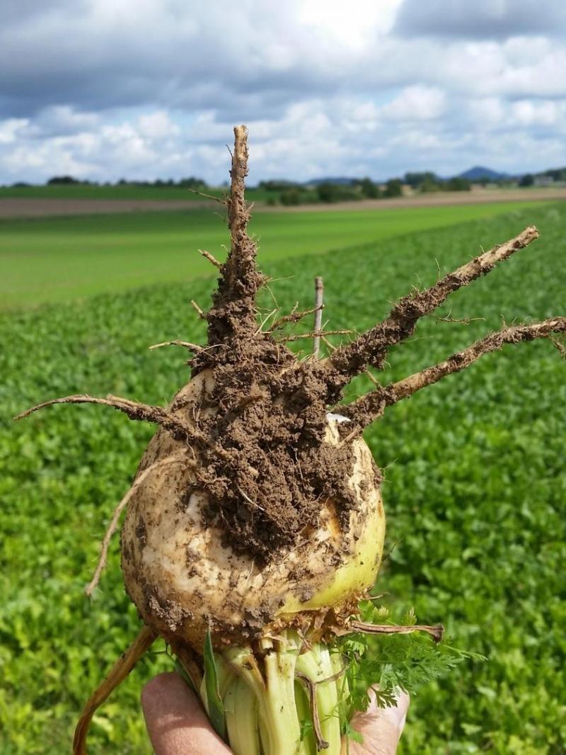 Rhizomanie: étranglement bien symptômatique de la racine et dévelopement d’une «barbe» racinaire.