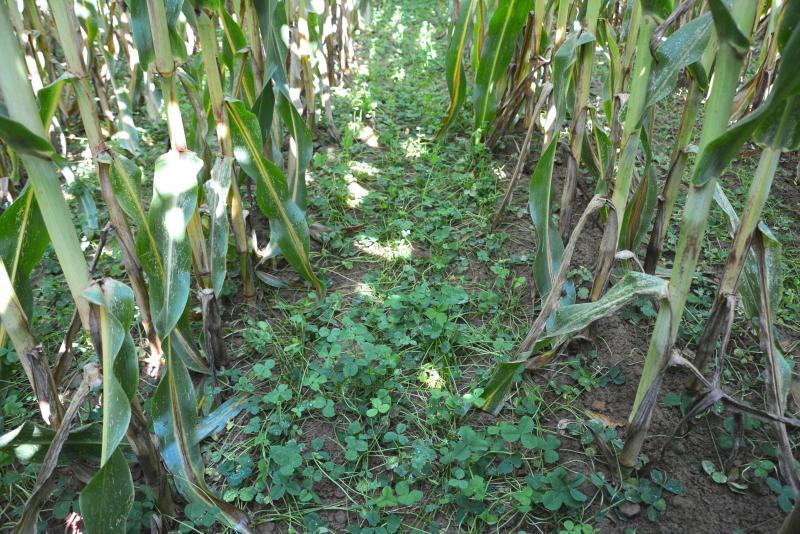 Semé à 4 kg/ha, le couvert de trèfle blanc induit une perte de rendement en matière sèche de 10 %. Une densité de 2 kg/ha est à privilégier !