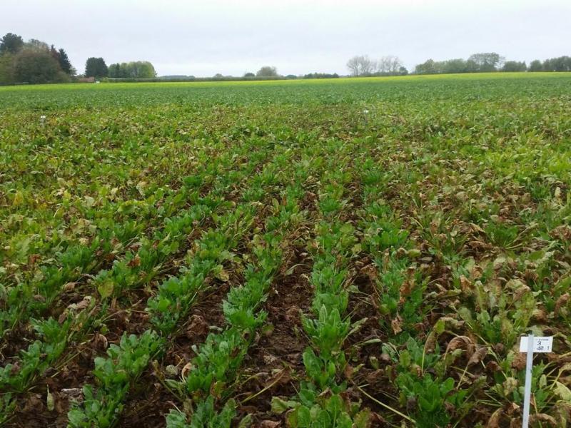 Photo 5:  attaque sévère de cercosporiose sur variété très sensible.  L’impact sur le rendement est très négatif.