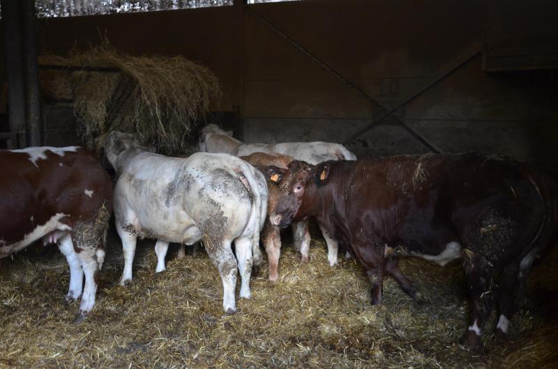 Eric Royer croise la base de son élevage Blanc-bleu principalement  avec du Charolais et un peu de Rouge des prés.