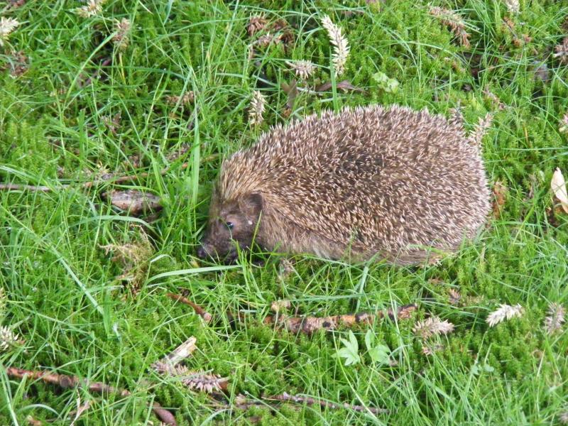 Les hérissons, les musaraignes, les grives, les merles, les carabes se nourrissent de limaces et de chenilles.  Les grenouilles et les crapauds se nourrissent de limaces et escargots.