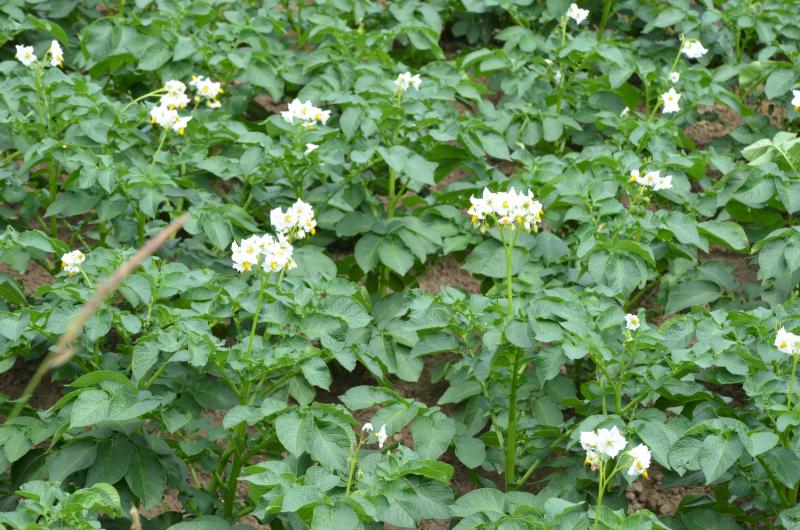 Localement, certaines parcelles sont déjà en fleurs!