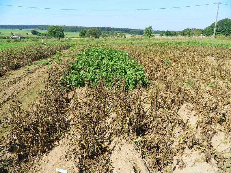 Vue de l’essai au champ (Milvar) destiné à évaluer la résistance au mildiou du feuillage d’une large série de clones et variétés. Les différences  variétales sont particulièrement significatives.