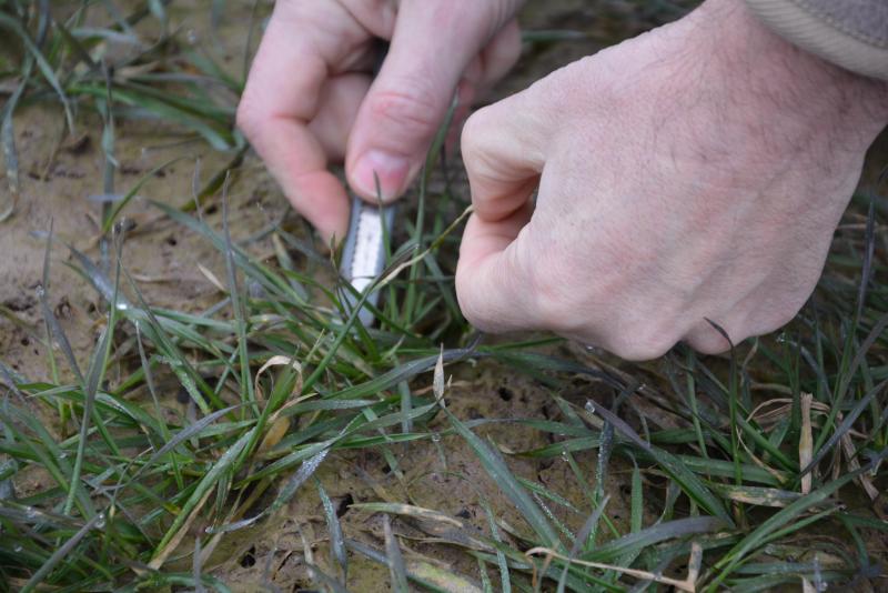 La fumure azotée de référence en 3 apports s’élève à 185 kg/ha: 60 au tallage, 60 au redressement et 65 à la dernière feuille. A adapter selon les conditions de chaque parcelle!