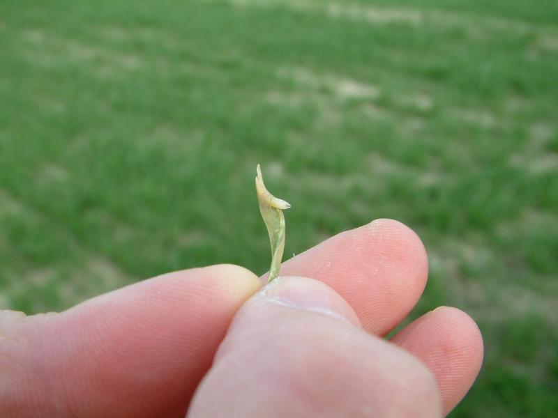 Vue d’une larve de mouche grise. Pas de danger normalement, ce printemps.