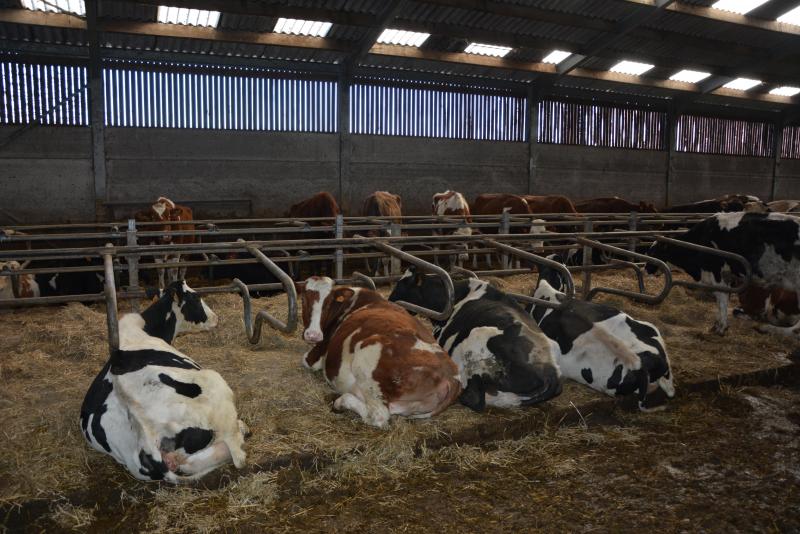 Pour les Holstein, le couple a opté pour une stabulation libre sur paille avec logettes et couloir d’alimentation au cornadis.