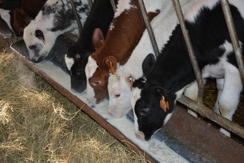 Durant leurs premiers jours, les veaux sont nourris au lait. Une tâche pour laquelle Thierry peut compter sur l’aide de sa sœur et de sa maman.