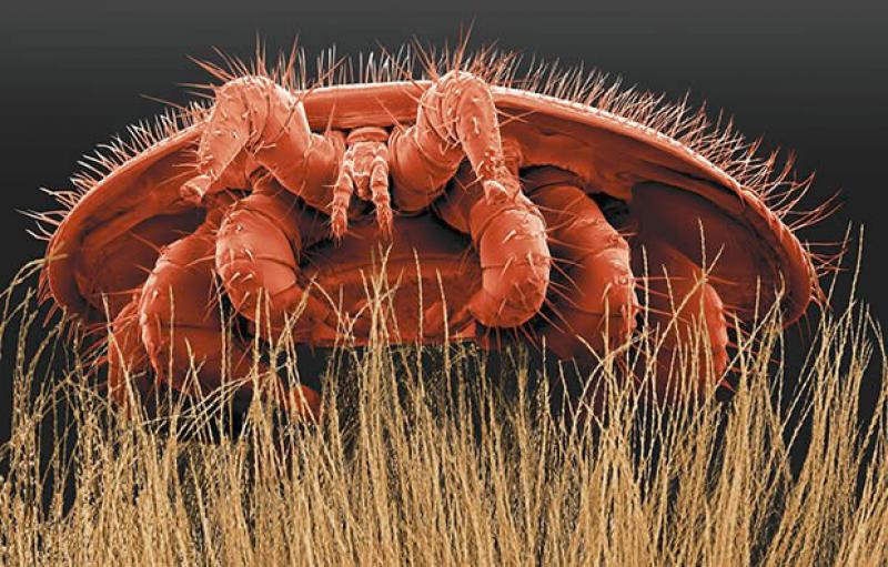 Entré en Belgique au milieu des années ‘70, l’acarien  Varroa destructor épuise et infecte les couvains d’abeilles.