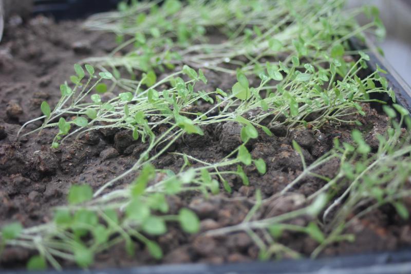 Les plantes installées dans des conditions de température propices à la croissance ont besoin d'une bonne luminosité. Si non, elles filent.