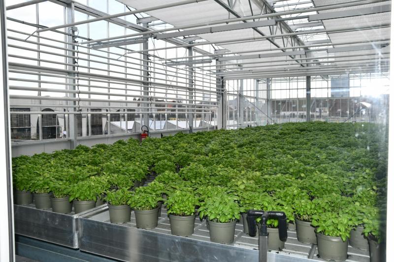 Vue partielle de production de plantes aromatiques dans les serres.