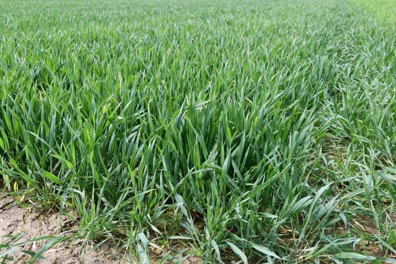 Cadco Actualite Cereales Protection Fongicide Aux Stades Cles Sillonbelge Be