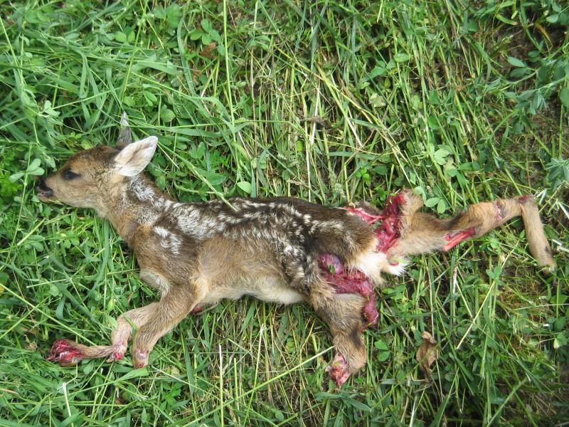 Faon de chevreuil victime d’une fauche.