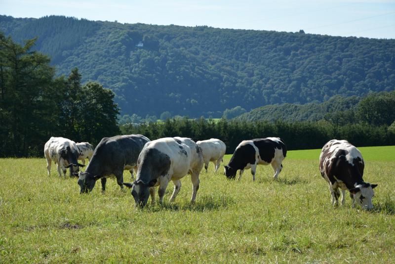 Pour le Giec, les régimes alimentaires équilibrés riches en aliments d’origine végétale (...) et les aliments d’origine animale produits de façon durable (comme en Wallonie) offrent de bonnes possibilités d’adaptation aux changements climatiques et de limitation de ces changements.