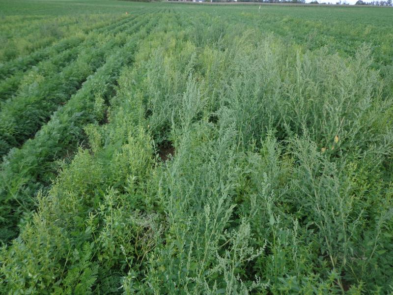 Difficile gestion du chénopode et de la mercuriale (Cpl-Vegemar, 2015).