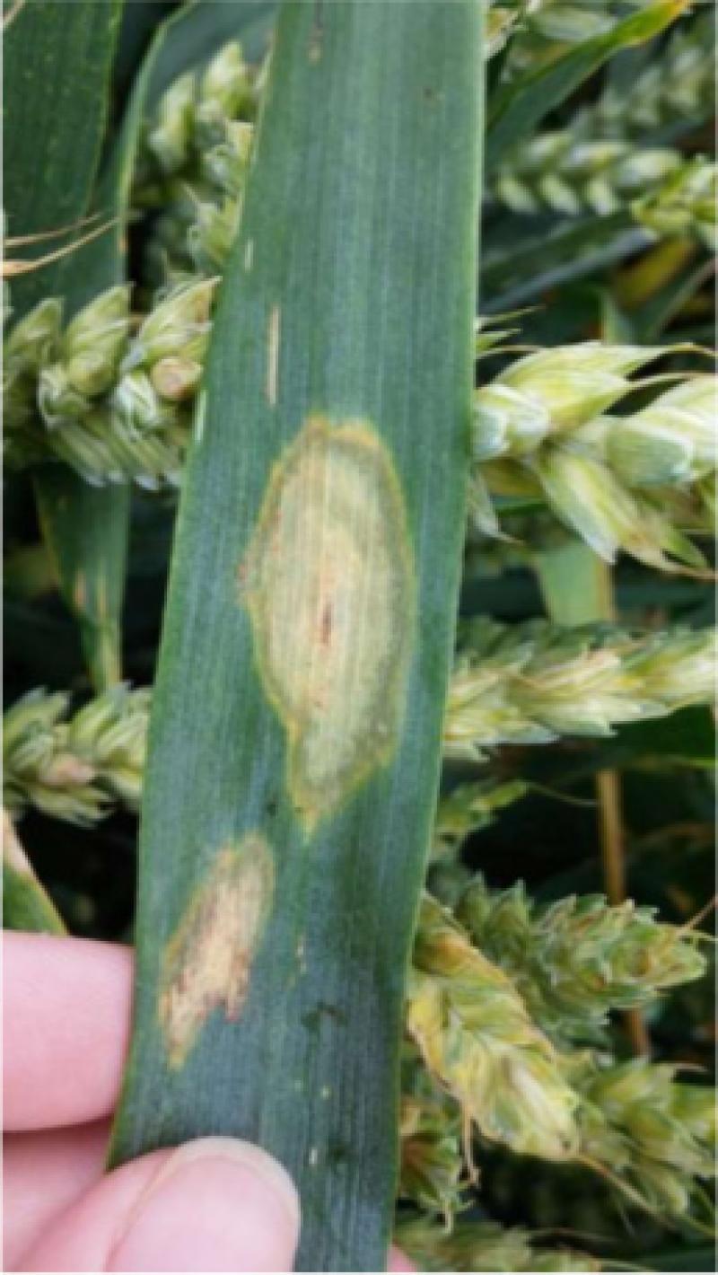 La fusariose du feuillage est à surveiller car les feuilles peuvent être une source d’inoculum pour la fusariose de l’épi.