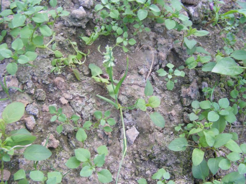 Ce sol a été laissé au repos, nous voyons que les herbes sauvages peinent à se développer, une chicorée montre d'évidents signes de chlorose marginale. Un dépôt blanc apparaît en surface de sol laissant supposer que l'eau en s'évaporant y a abandonné ses sels dissouts. Ce sont autant de signes qui doivent nous inciter à investiguer davantage sur le niveau de salinité du sol.