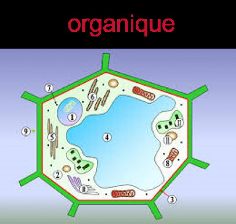 Figure 1: représentation  schématique d’une cellule végétale.