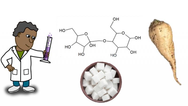 Figure 2: le saccharose: le chimiste et la betterave...