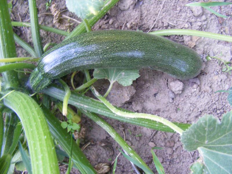 La récolte se fait régulièrement, de l'odre de deux fois par semaine, pour disposer en permanence de fruits tendres.