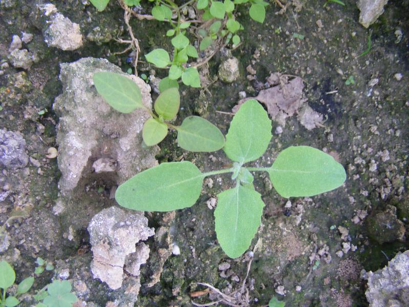 Les chénopodes font partie des adventices annuelles qui se développent sur les terrains riches des fermes maraîchères.