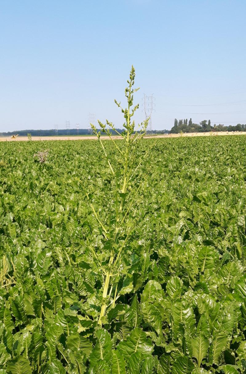 On veille à bien éliminer les montées!